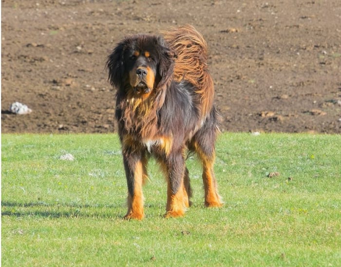 Tibetan Mastiff in the pasture, by Alexandr frolov, Creative CommonsundefinedAttribution-Share Alike 4.0 International