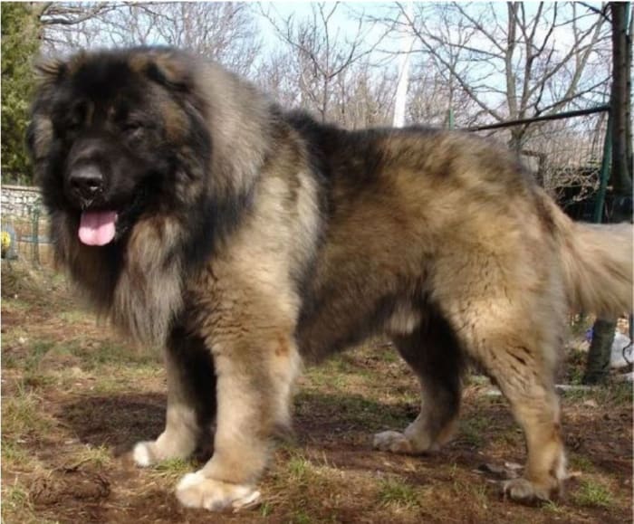 Photo of a tipic Caucasian Ovcharka, by Ciccio9821, Creative CommonsundefinedAttribution-Share Alike 3.0 Unported