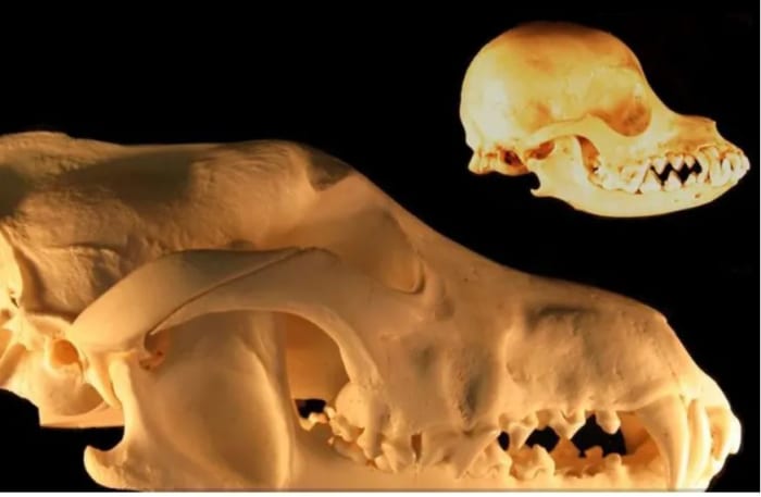 Neoteny and reduction in skull size - grey wolf and chihuahua skulls, photo by Dmccabe, Wikipedia, CC BY-SA 3.0
