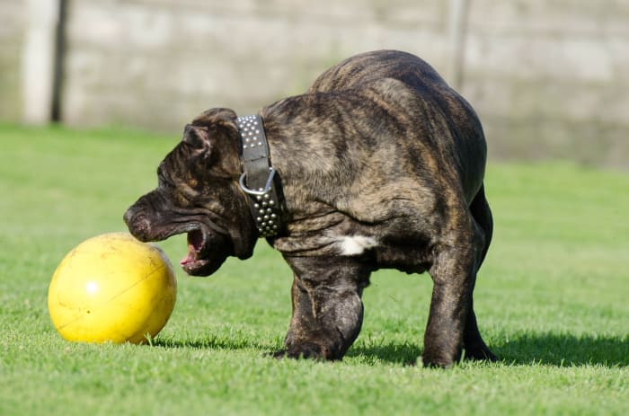 Dogs may not see a toy that is right in front of his nose, however, move the toy slightly to the side and your dog will readily spot it.