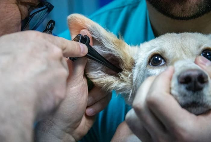 It is easier to prevent cauliflower ear in dogs than treat it since, once the damage is done, it's likely to be irreversible.