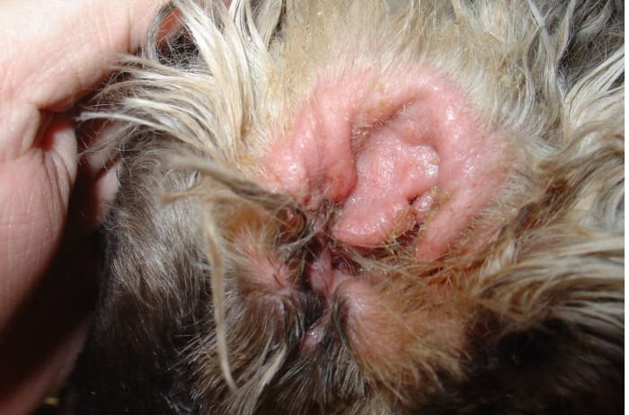 Severe ear infection in cocker spaniel by Joel Mills, Creative CommonsundefinedAttribution-Share Alike 3.0 Unported