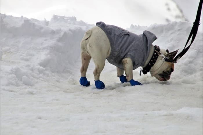 If the place where your dog has been peeing has been covered with a blanket of snow, you are facing an additional challenge.