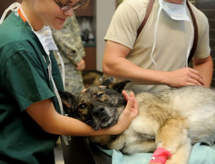 er is geen antidotum voor chocolade toxiciteit bij honden.