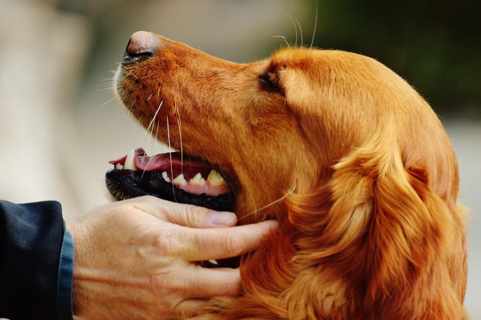Dog ear are highly innervated and rubbing them sends nerve impulses to the dog's hypothalamus and pituitary glands.