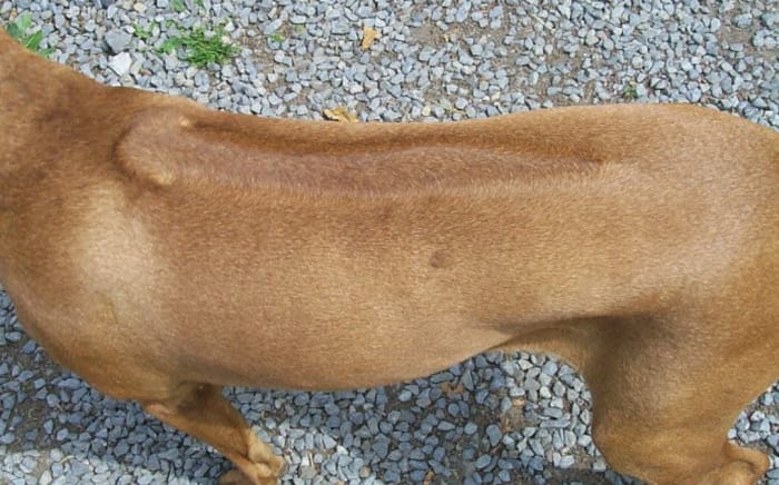 Picture of Rhodesian Ridgeback's ridge, by Steffen Heinz (caronna) Creative Commons Attribution-Share Alike 2.5 Generic