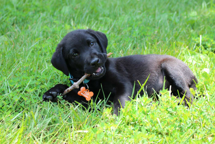 Puppies, just like human children, go through an oral fixation stage during which they are very prone to mouthing objects.