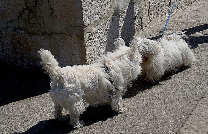 When dogs wag their tails, their anal glands are spreading pheromones that are released for identification purposes.