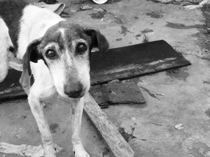 The extreme expression of fear are ears back and tail tucked under the body. It's as if the dog is saying: "Please don't hurt me".