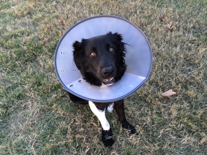 Elizabethan collars prevent dogs from messing with their wounds