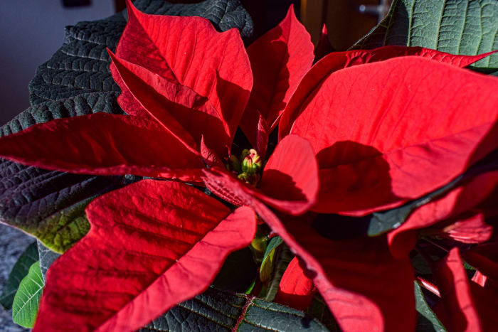 The actual real flowers of the poinsettia plant are actually those pretty boring looking things found in the center of the bracts.