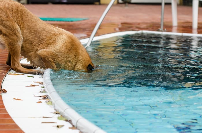 ask-the-vet-can-pool-water-make-a-dog-sick-dog-discoveries