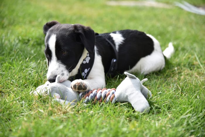 Why do dogs destroy beds, pillows, comforters and toys? Most likely, because it's a lot of fun to pull out the "innards" out of toys, beds, etc.