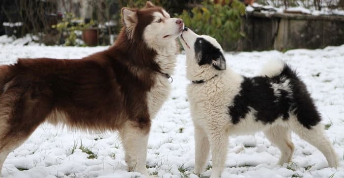 It's not unusual for dogs to want to greet humans or other dogs by licking their faces and mouth area.