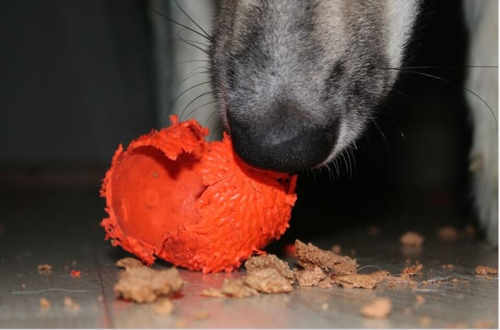 Careful in providing your dog with weak, flimsy food-dispensing dogs which may be broken apart and eaten.