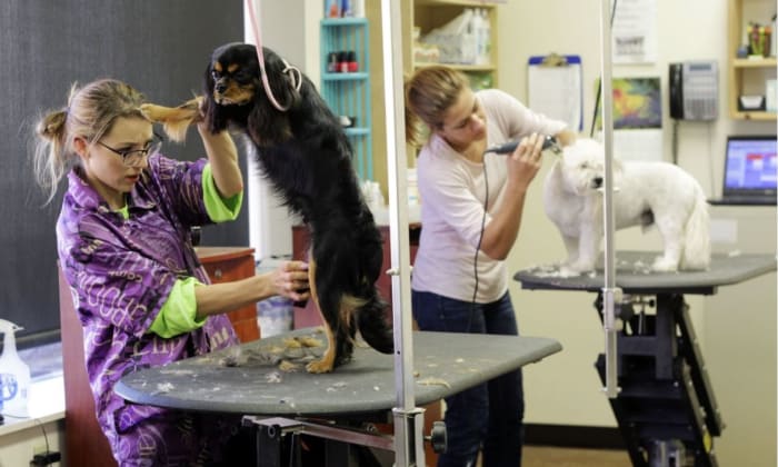 If you notice that your dog is starting to accumulate mats, you should make an appointment with a dog groomer.