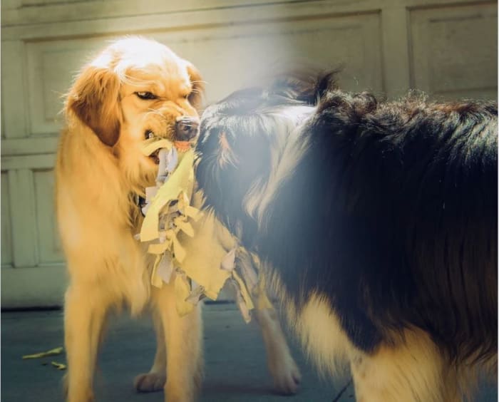 Dogs may resource guard their tug toys from other dogs or their owners. These growls are distance-increasing rather than playful .