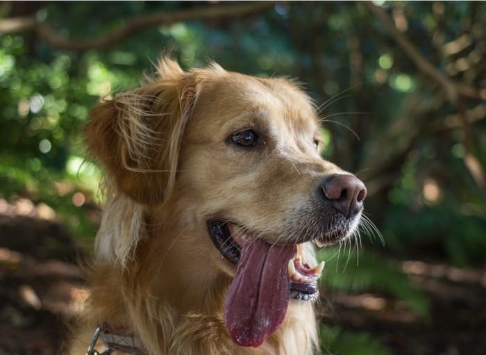 A dog's tongue hanging out when it's hot is normal. Make sure though that your dog isn't overheating!