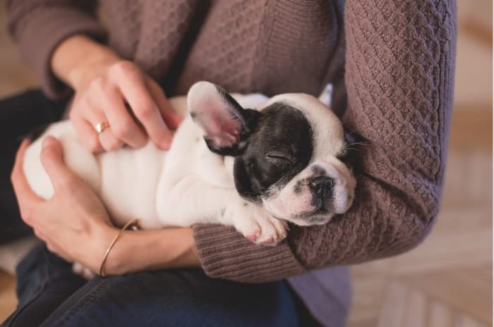 Discovering Why Dogs Love Having Their Ears Rubbed - Dog Discoveries