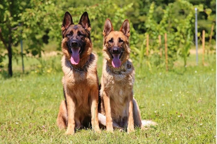 Males German shepherds are much larger, look heavier and have a broader head and wider chest compared to females which look more feminine and slender.