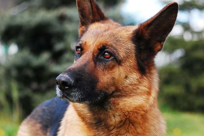 Your German shepherd will likely more and more alert and he may sleep more lightly, easily awakening and possibly reacting to any sound.