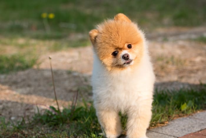 Head tilts are endearing. Dogs often tilt their head to make sense of some words mixed within the perpetual babble of noises we emit.