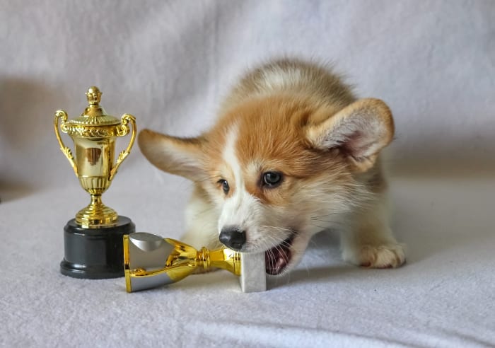 Puppies and young dogs tend to often chew things when left alone especially if bored and if they associate their owner's presence with punishment.