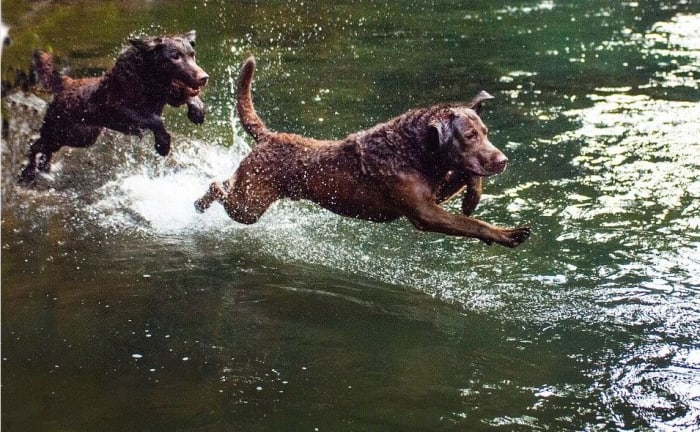 Chesapeak bay retrievers with dark chocolate coats blended in well with the mud banks of the Chesapeake bay.