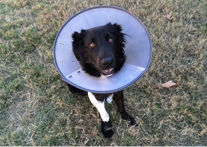 For simple puppy fractures, the vet may try to stabilize the fracture with a splint or padded bandage.