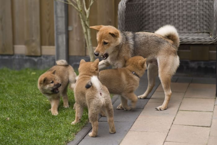 Before going to their new homes, on top of playing rough among themselves, puppies were often pestering their mom