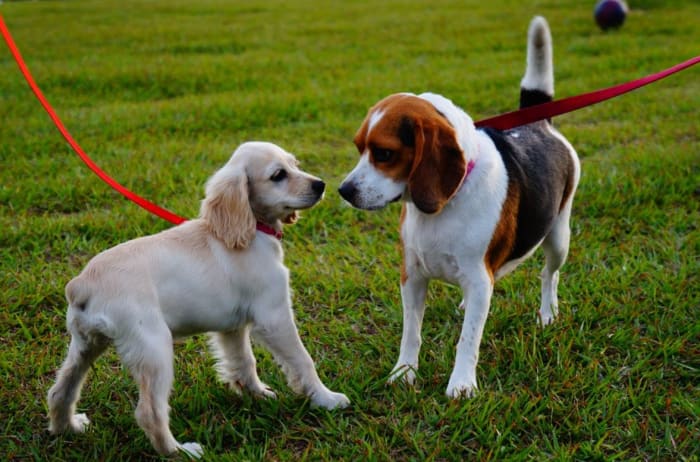 Bringing along a doggy friend can often encourage puppies to walk more happily and with more confidence.
