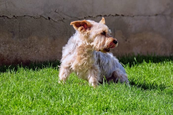 A dog may start tail chasing when he does't know what to do, but is in need of a distraction or a way to "vent" while discharging some energy.