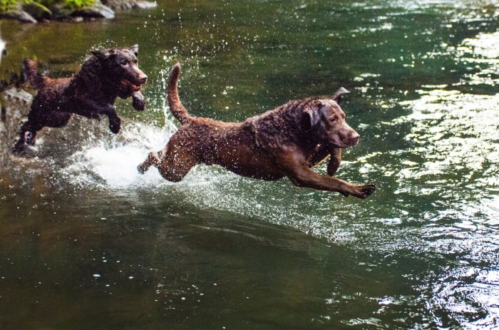 Chesapeake Bay Retrievers have webbed feet which helped them swim through the icy waters of the Chesapeake Bay.