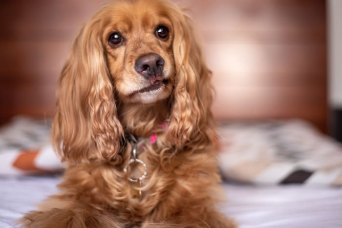 A muscle responsible for raising the inner eyebrow is uniformly present in dogs but not in wolves studies show.