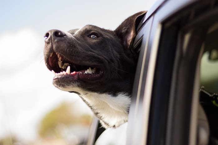 While humans enjoy the gorgeous scenery, dogs on cars rides enjoy exposing their noses to the wealth of information as the world passes by.