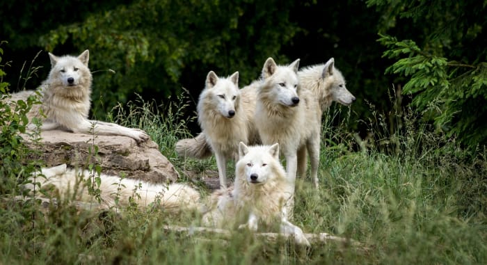 American biologist and wolf behavior expert, David Mech, decided to study wolves in a natural setting.
