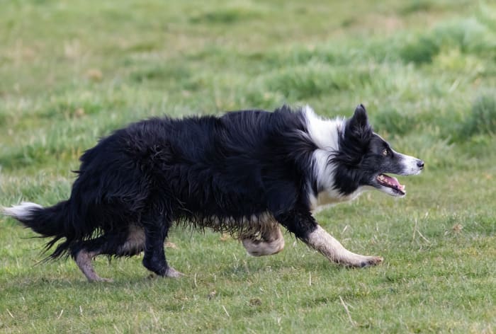 Why Do Border Collies Bite Children? - Dog Discoveries