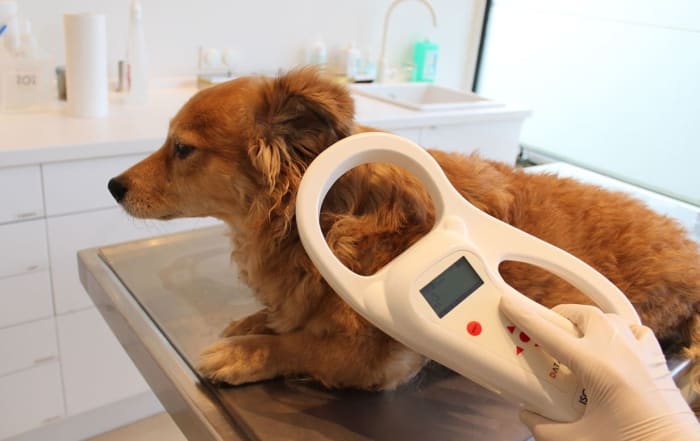 A universal scanner can tell if a dog is microchipped. Source: Author Sternrenette Attribution-ShareAlike 3.0 Unported (CC BY-SA 3.0)