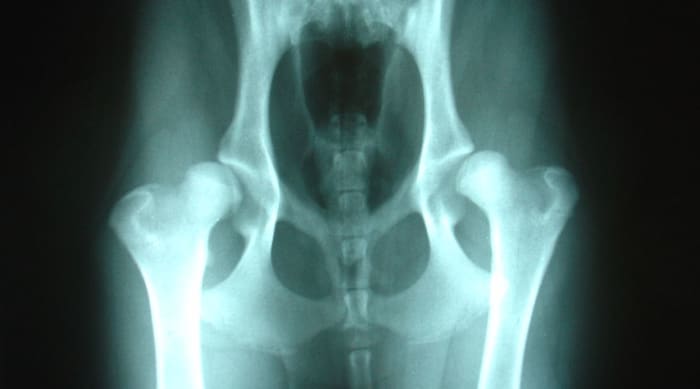 Photo credits: Hip displasia in dog, Joelmills, Wikipedia, Creative Commons Attribution-Share Alike 2.5 Generic license
