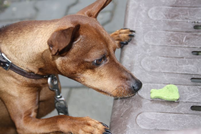 Before assuming dogs who don't takes treats are spoiled dogs, it's important to rule out potential medical problems