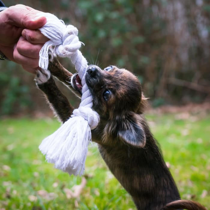 If your dog jumps up and bites you on walks, it may be possible to redirect the behavior to a tug toy.