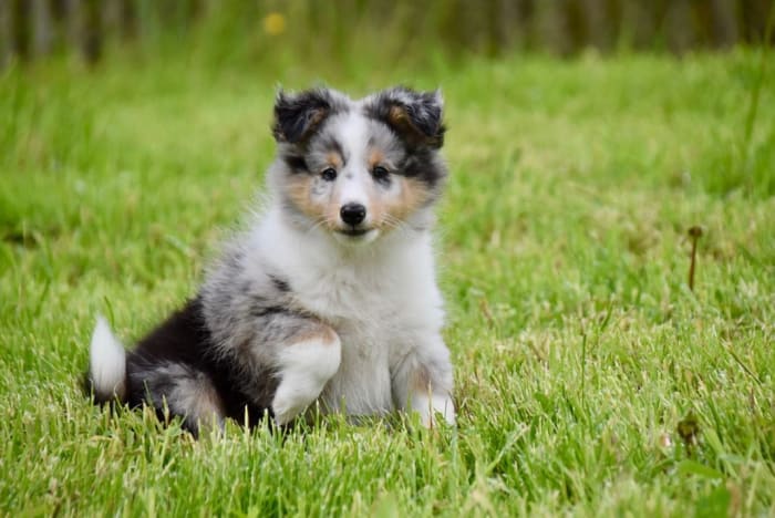 Distracting your puppy from the grass and offering fun toys or other forms of play can help reduce its attractiveness.