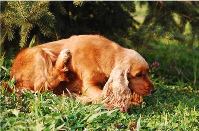 Atopy in dogs often manifests as excessive itchiness, usually around the face, paws, underarms, or groin.
