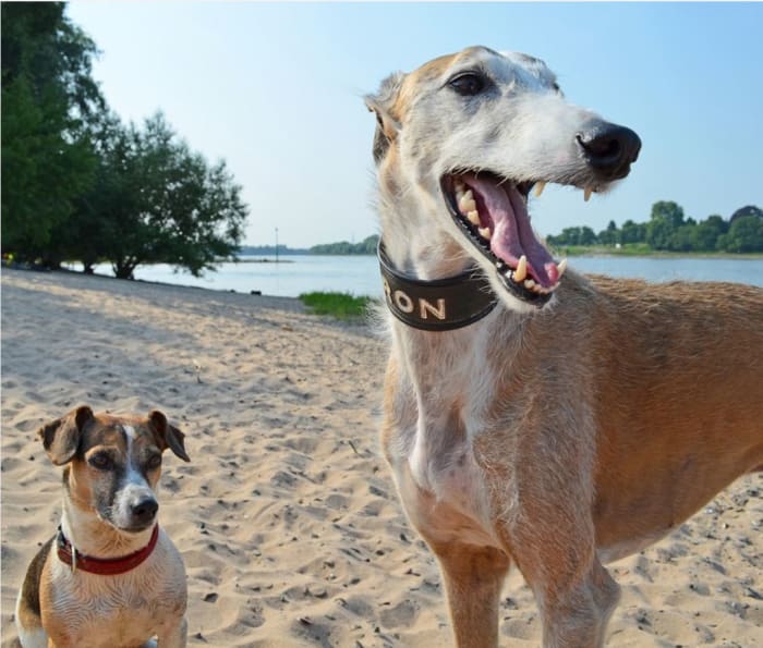 The ratio of fast twitch muscle fibers and slow twitch muscle fibers is genetically inherited and varies from one dog and another.
