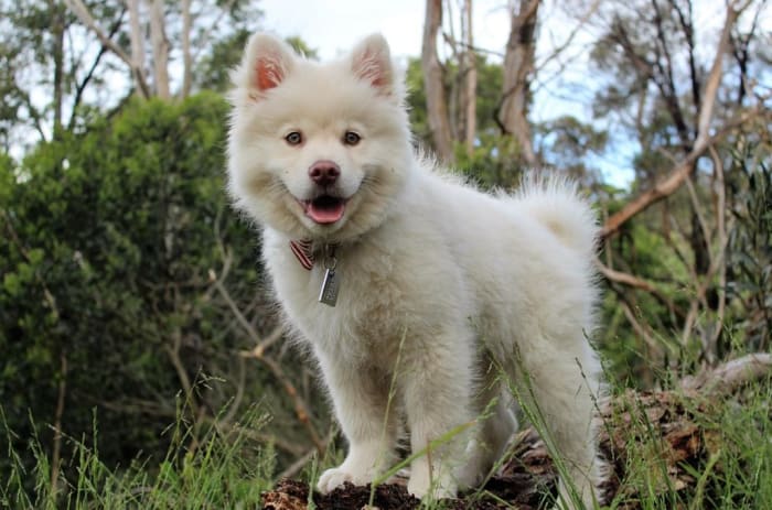 The play pant in dogs is described as a form of "laughing" that is different from the panting sound dogs typically make when they are hot or tired.