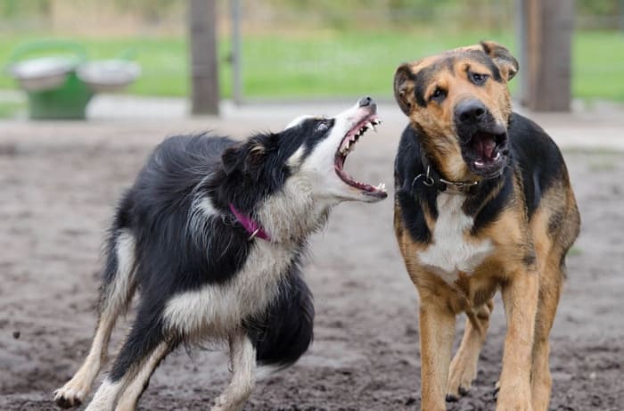 The shark-like, open-mouth lunging in this border collie may look scary, but this is just a captured frame in time. Turns out, these two dogs are just playing.