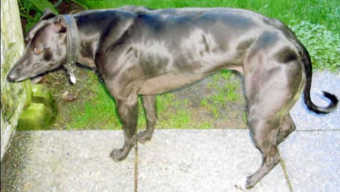 A "bully whippet" with a mutation in myostatin. Source: PLOS genetics "A Mutation in the Myostatin Gene Increases Muscle Mass and Enhances Racing Performance in Heterozygote Dogs" 2007 CC BY 2.5