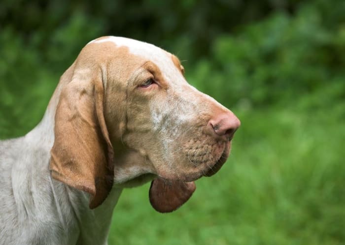 According to the American Kennel Club's bloodhound's standard: "The skull is long and narrow, with the occipital peak very pronounced."
