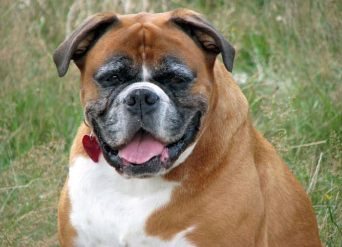 If you notice your dog's nose lightening as he reaches his senior years, you're likely not imagining things