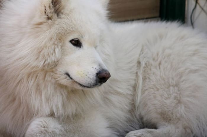 Drooling may seem like an innocuous happening in the average domesticated dog living in a warm, cozy home, but it could turn particularly problematic in a dog living in a harshly cold climate.
